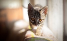 米兰-富安健洋生涯之夜铸就防线传奇，尼斯硬仗险胜卡塔尔财团阴影下的强敌